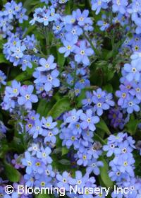 Myosotis alpestris 'Indigo Blue'